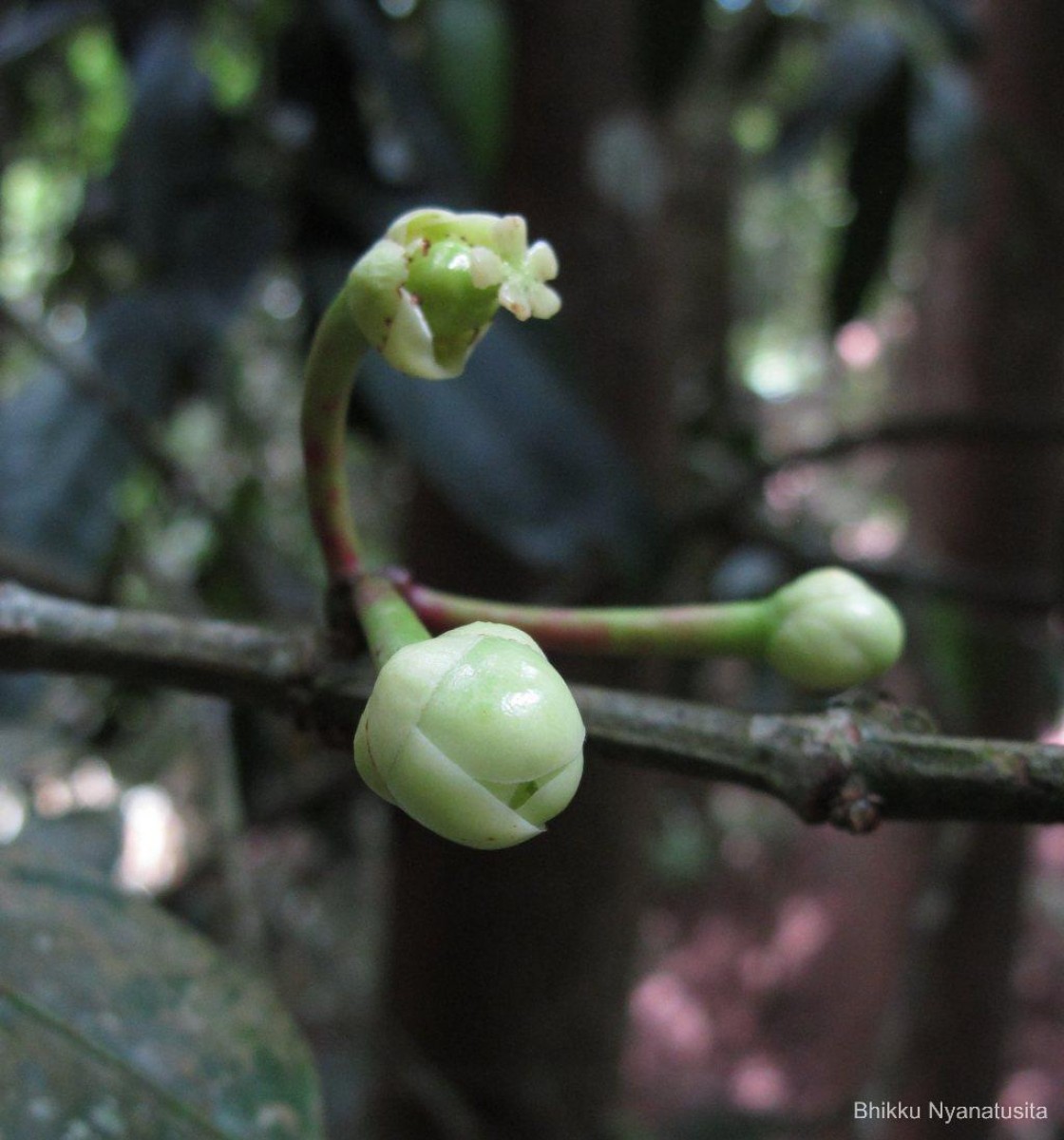 Garcinia xanthochymus Hook.f. ex T.Anderson